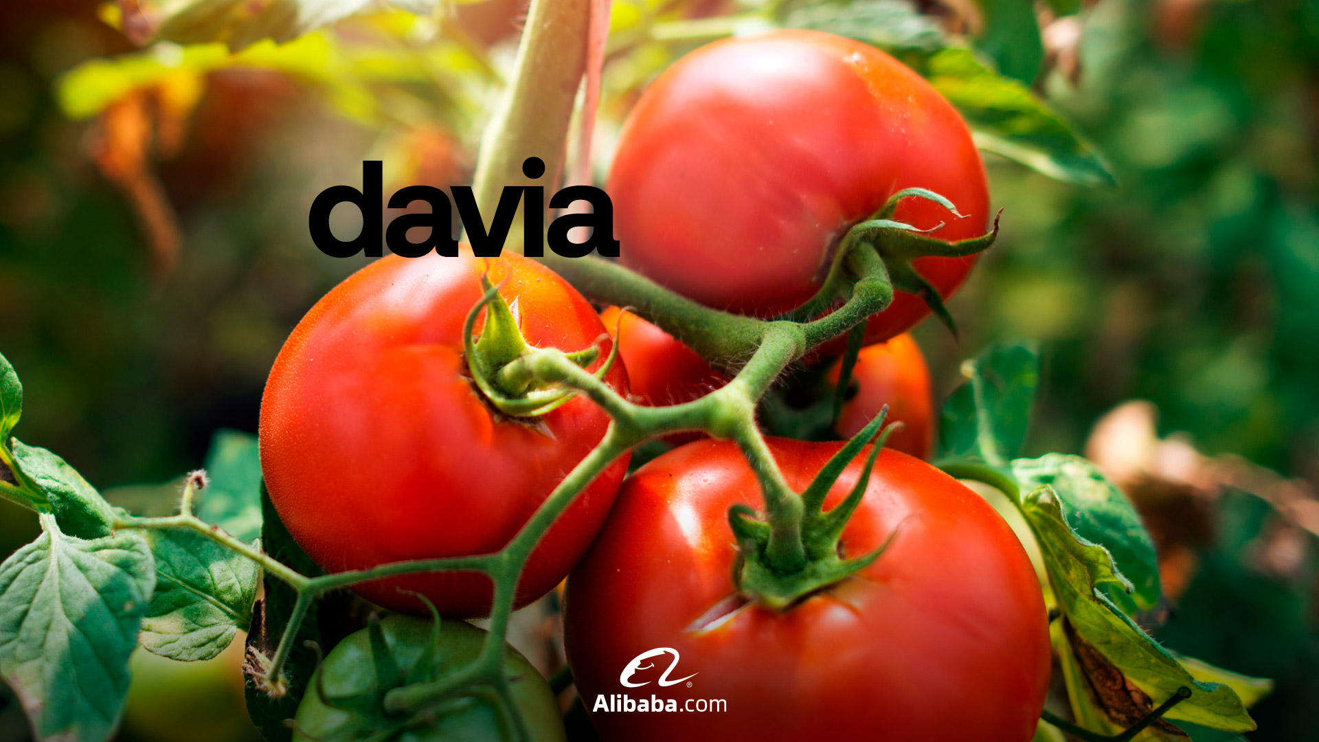 davia pomodori per alibaba.com